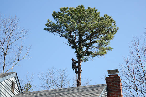 Reliable Hebron Estates, KY Tree Removal Services Solutions